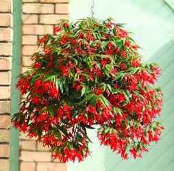 Begonia