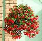 Begonia