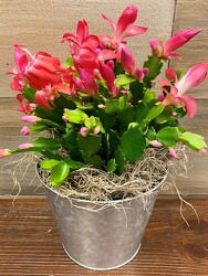 CHRISTMAS CACTUS from Sidney Flower Shop in Sidney, OH