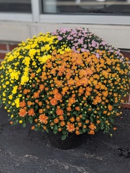 Fall Mum from Sidney Flower Shop in Sidney, OH