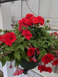 RED HANGING MIX BASKET  from Sidney Flower Shop in Sidney, OH
