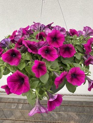 PETUNIA HANGING BASKET from Sidney Flower Shop in Sidney, OH