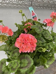 ZONAL GERANIUM HANGING BASKET from Sidney Flower Shop in Sidney, OH