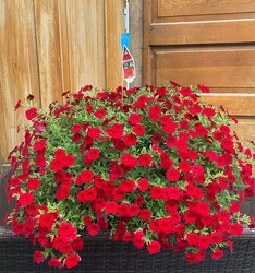 HANGING BASKET JUST RED from Sidney Flower Shop in Sidney, OH