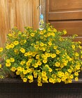 HANGING BASKET JUST YELLOW from Sidney Flower Shop in Sidney, OH