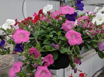 HANGING PETUNIA WAVE from Sidney Flower Shop in Sidney, OH