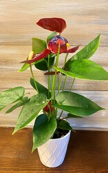 TROPICAL ANTHURIUM from Sidney Flower Shop in Sidney, OH