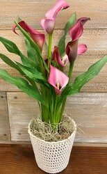 CALLA PLANT from Sidney Flower Shop in Sidney, OH