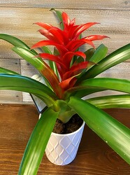 TROPICAL BROMELIAD from Sidney Flower Shop in Sidney, OH