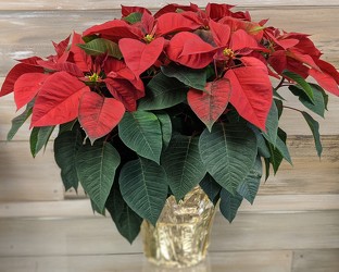 POINSETTIA 6.5 from Sidney Flower Shop in Sidney, OH