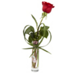 Single Rose Vase from Sidney Flower Shop in Sidney, OH