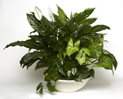 Mixed foilage planter
