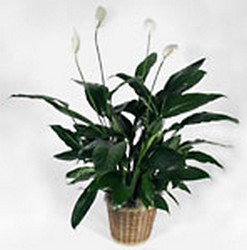 Peace lily  
