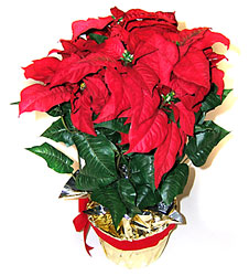 The Traditional Poinsettia from Sidney Flower Shop in Sidney, OH