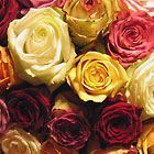 Roses of Designers Choice