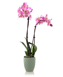 Dbl. Stem Orchid Plant from Sidney Flower Shop in Sidney, OH
