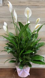 BABY PEACE LILY from Sidney Flower Shop in Sidney, OH