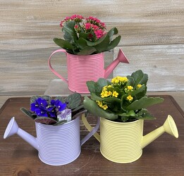 BLOOMING 4IN PLANT from Sidney Flower Shop in Sidney, OH