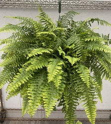 BOSTON FERN from Sidney Flower Shop in Sidney, OH