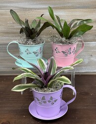 BUTTERFLY PLANT from Sidney Flower Shop in Sidney, OH