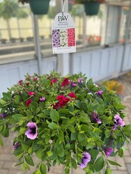 HANGING BASKET CALICO DELIGHT from Sidney Flower Shop in Sidney, OH