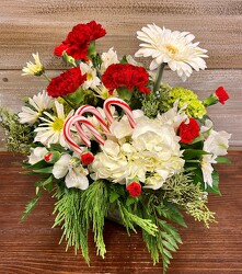 CANDY CANE LANE from Sidney Flower Shop in Sidney, OH