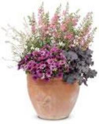 Patio Container of Vibrant Outdoor Plants from Sidney Flower Shop in Sidney, OH
