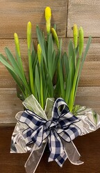  DAFFODIL from Sidney Flower Shop in Sidney, OH