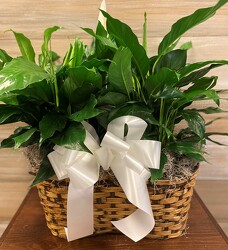 8IN DOUBLE PEACE LILY from Sidney Flower Shop in Sidney, OH
