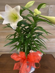 EASTER LILY from Sidney Flower Shop in Sidney, OH