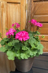 GERANIUM POT from Sidney Flower Shop in Sidney, OH