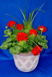 Geranium Patio Plant from Sidney Flower Shop in Sidney, OH