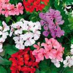 Geranium Hanging  Basket from Sidney Flower Shop in Sidney, OH