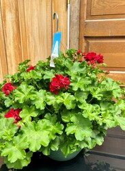 IVY GERANIUM HANGING BASKET from Sidney Flower Shop in Sidney, OH