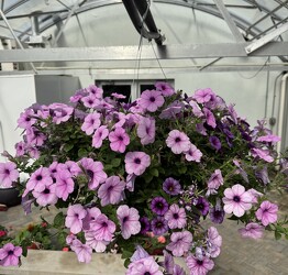 HANGING BASKET BERMUDA SKIES from Sidney Flower Shop in Sidney, OH