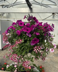 HANGING BASKET FANTASY NIGHTS from Sidney Flower Shop in Sidney, OH