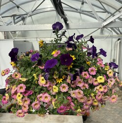 HANGING BASKETS FANTASY NIGHTS from Sidney Flower Shop in Sidney, OH