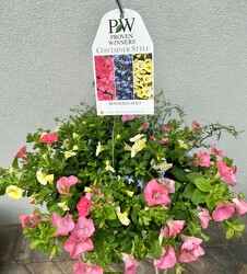 HANGING BASKET BERMUDA SKIES from Sidney Flower Shop in Sidney, OH