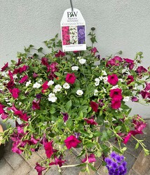 HANGING BASKET RASPBERRY YOGURT from Sidney Flower Shop in Sidney, OH