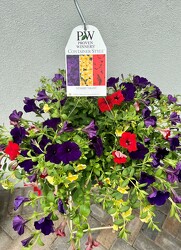 HANGING BASKET STARRY NIGHT from Sidney Flower Shop in Sidney, OH