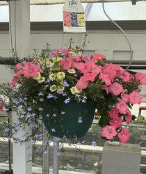 HANGING BASKET BERMUDA SKIES from Sidney Flower Shop in Sidney, OH