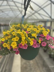 HANGING BASKET SWEET CANDY from Sidney Flower Shop in Sidney, OH