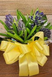 HYACINTHS from Sidney Flower Shop in Sidney, OH