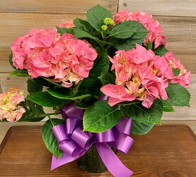 HYDRANGEA PINK from Sidney Flower Shop in Sidney, OH