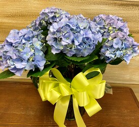 HYDRANGEA Blue from Sidney Flower Shop in Sidney, OH