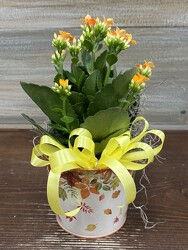 BLOOMING 4IN PLANT from Sidney Flower Shop in Sidney, OH