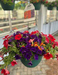 HANGING BASKET LIVIN ON THE EDGE from Sidney Flower Shop in Sidney, OH