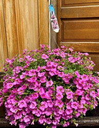  HANGING BASKET JUST PINK from Sidney Flower Shop in Sidney, OH