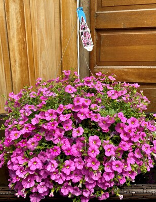  HANGING BASKET JUST PINK
