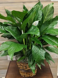 10IN PEACE LILY from Sidney Flower Shop in Sidney, OH
